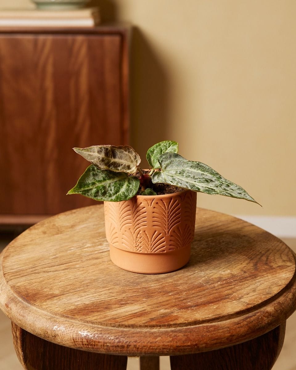 Baby Anthurium Silver Blush Mint