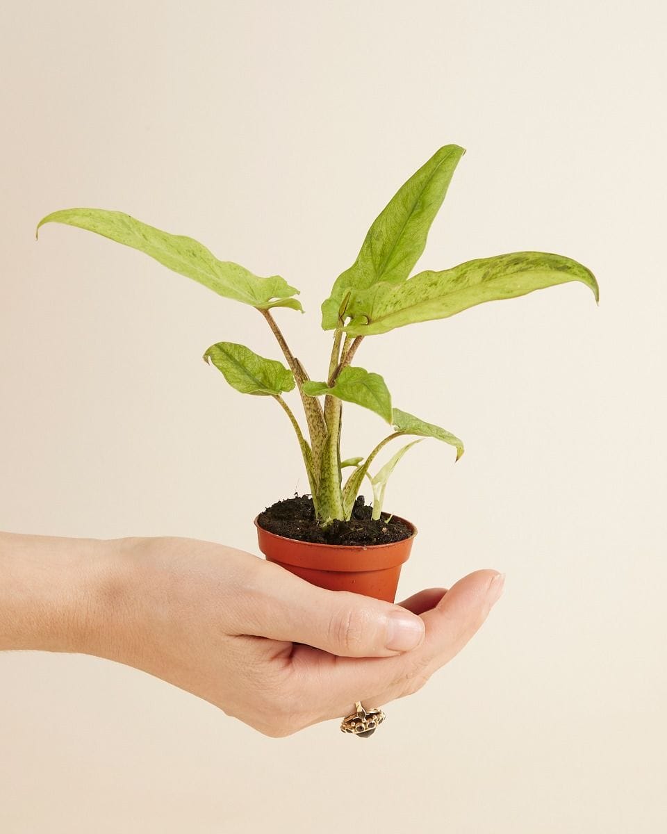 Baby Alocasia Elephant ears Lauterbachiana Variegata