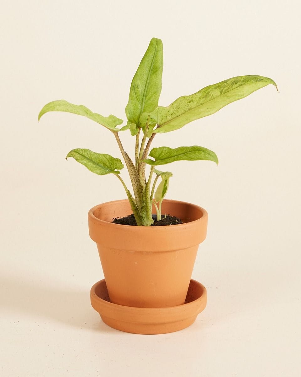 Baby Alocasia Elephant ears Lauterbachiana Variegata