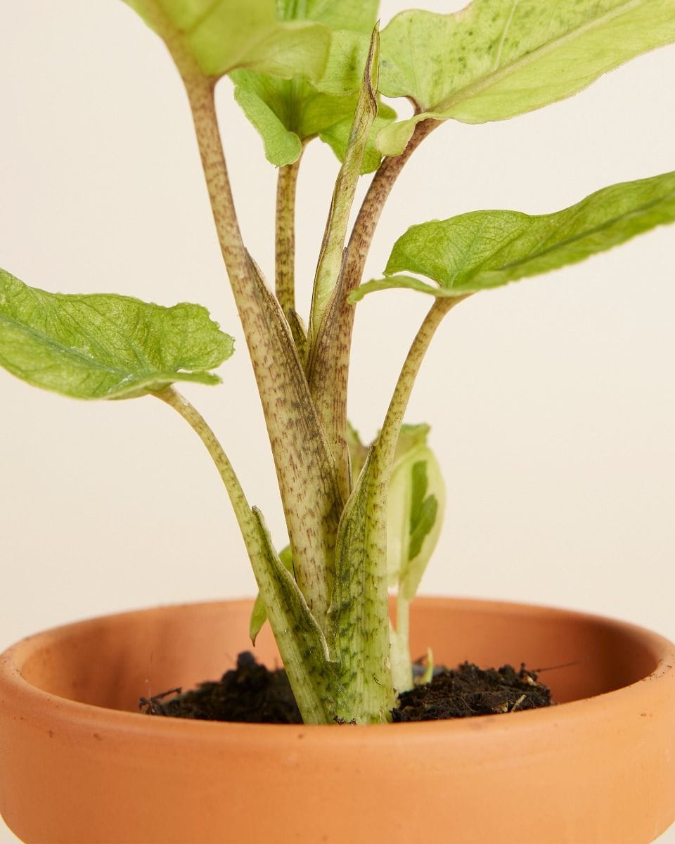 Baby Alocasia Elephant ears Lauterbachiana Variegata