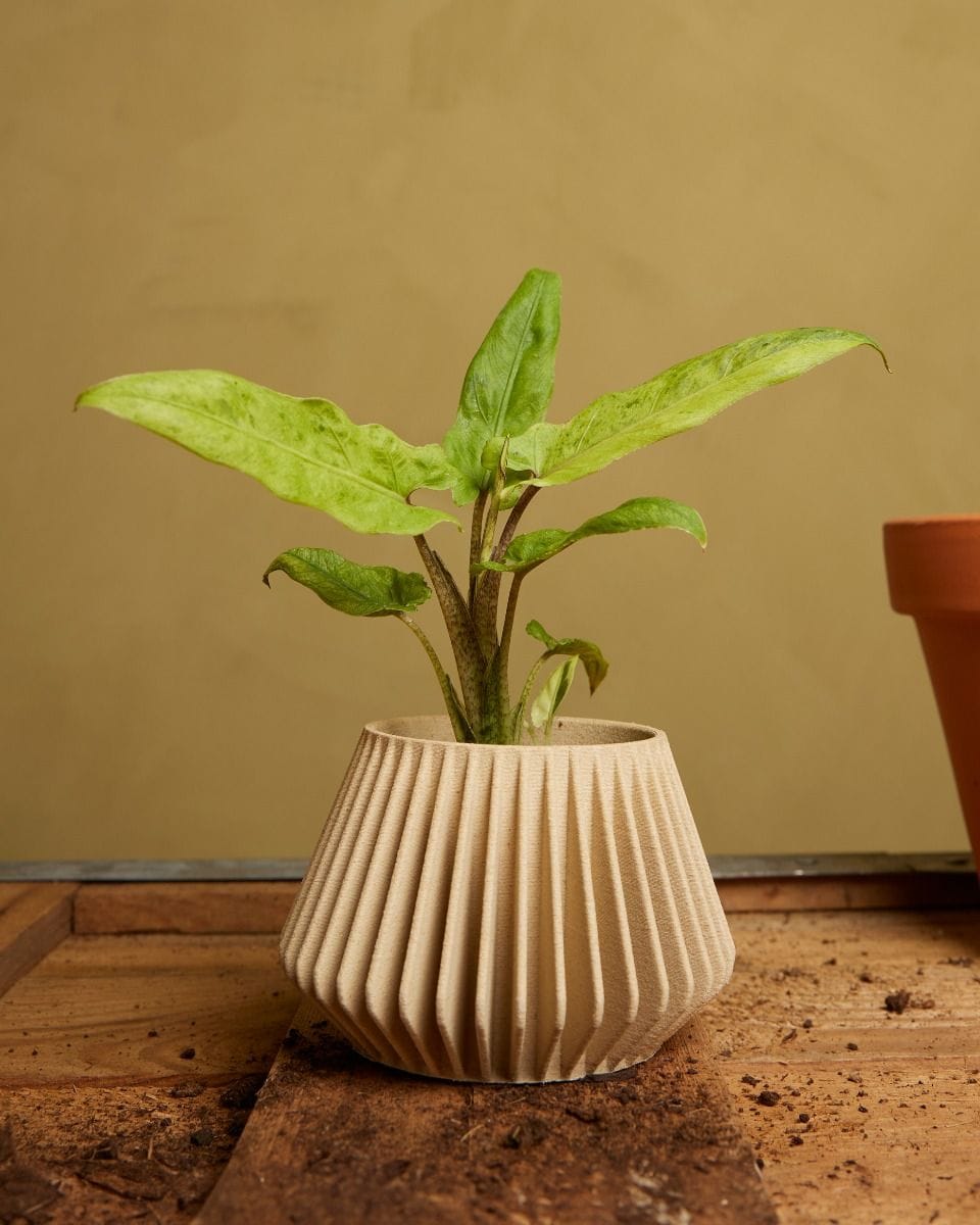 Baby Alocasia Elephant ears Lauterbachiana Variegata