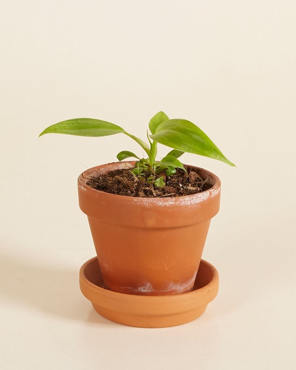 Baby Philodendron Holtonianum Trilobe