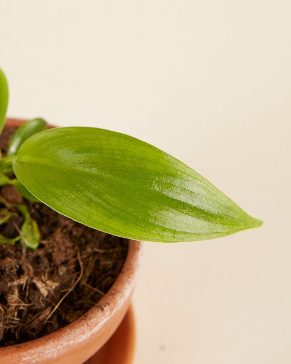 Baby Philodendron Holtonianum Trilobe