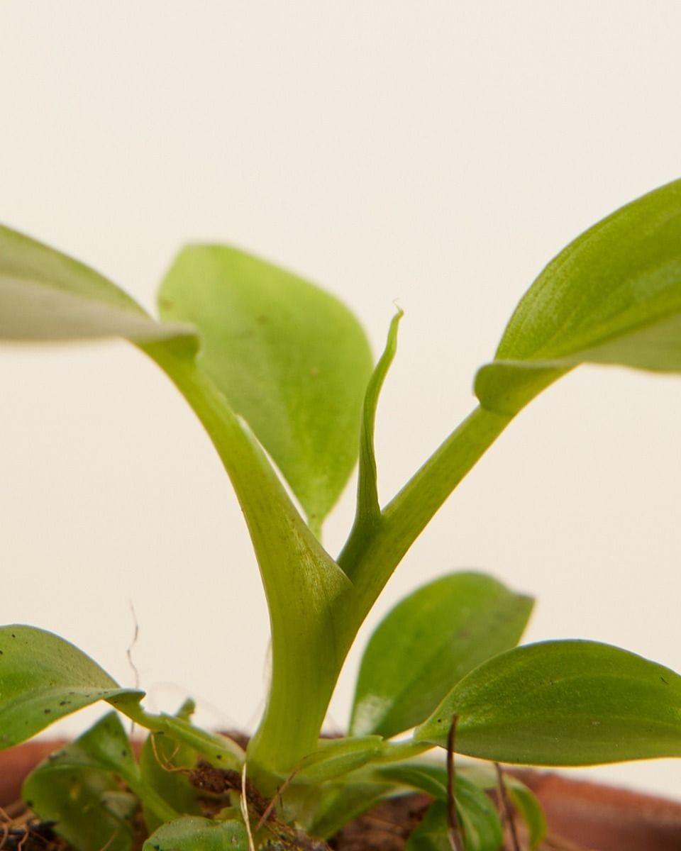 Baby Philodendron Holtonianum Trilobe