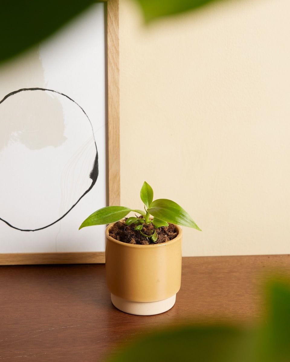 Baby Philodendron Holtonianum Trilobe