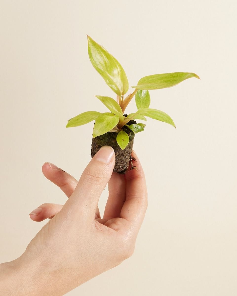 Baby Philodendron Painted Lady