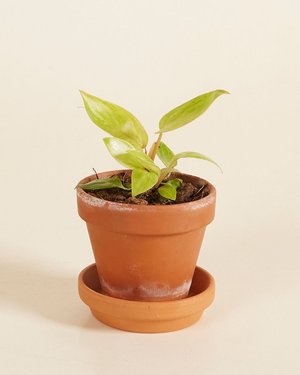 Baby Philodendron Painted Lady