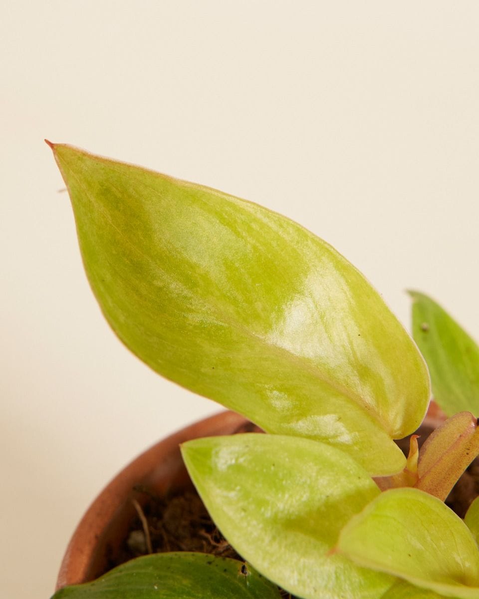 Baby Philodendron Painted Lady