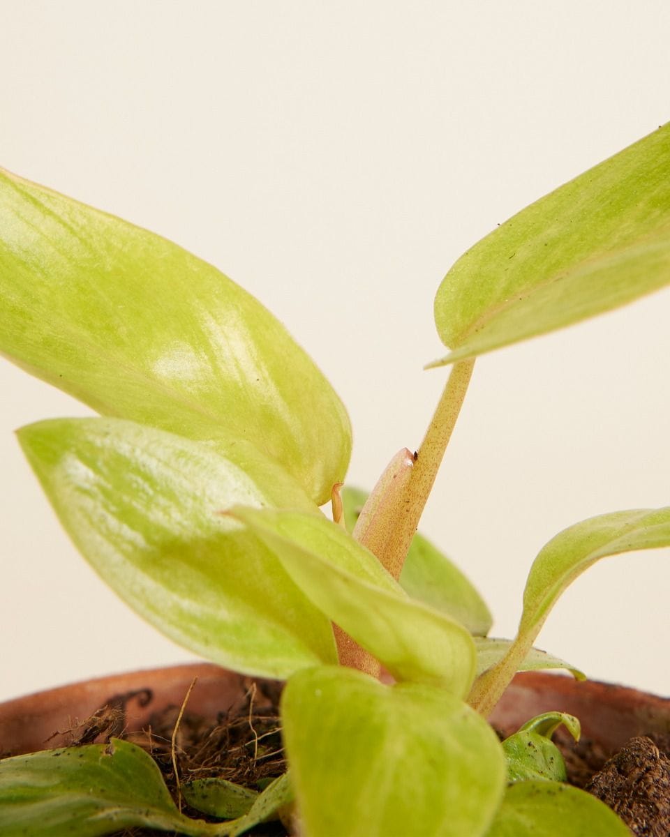 Baby Philodendron Painted Lady