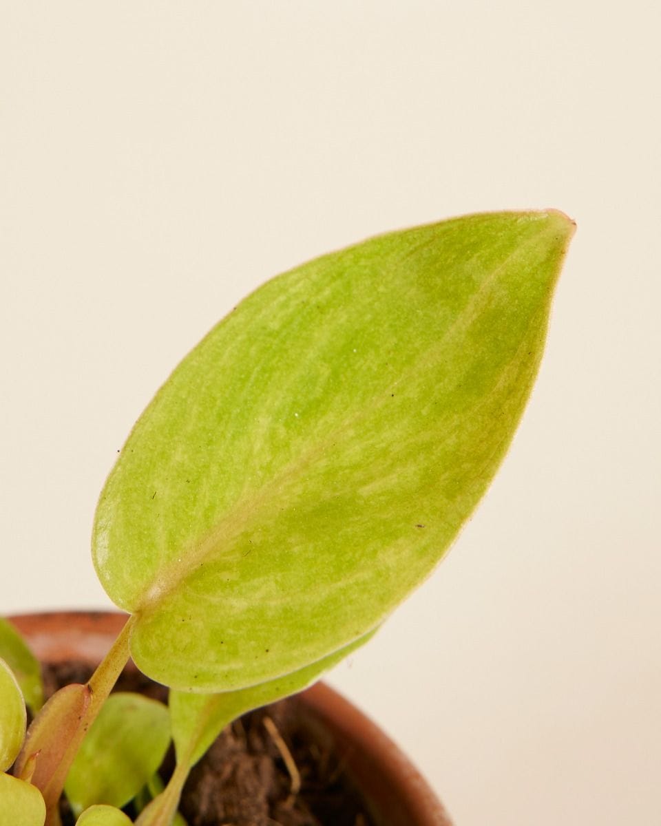 Baby Philodendron Painted Lady