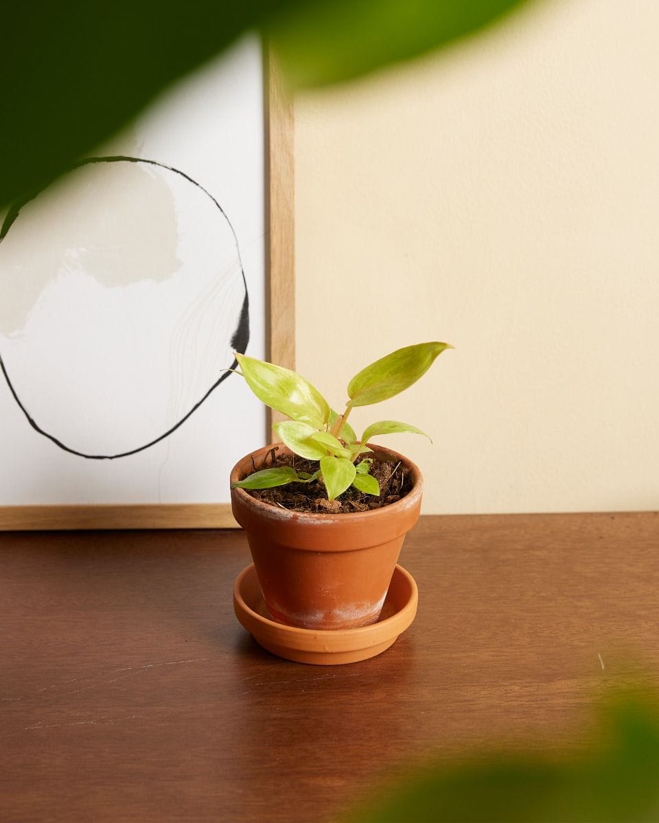Baby Philodendron Painted Lady