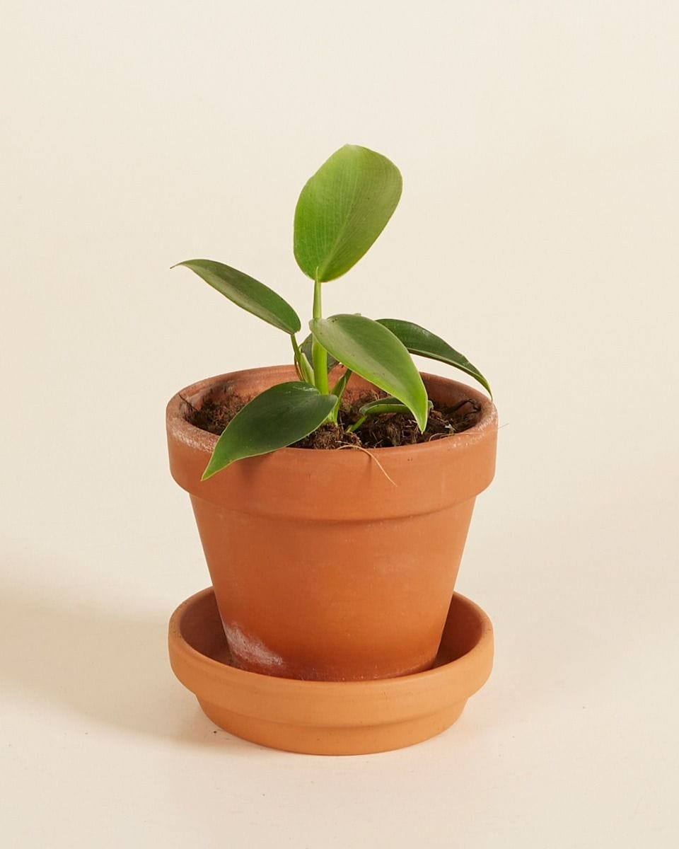 Baby Philodendron Ecuadorian