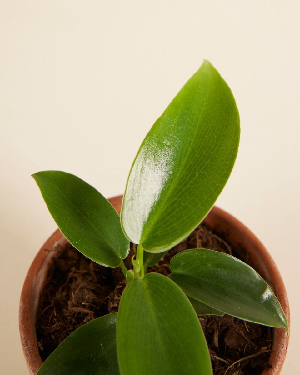 Baby Philodendron Ecuadorian