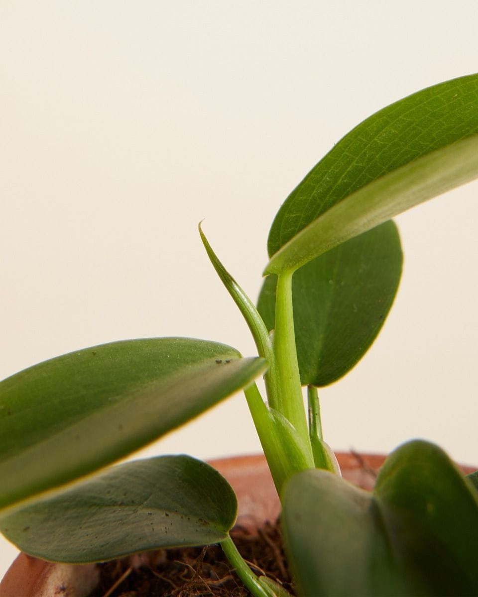 Baby Philodendron Ecuadorian