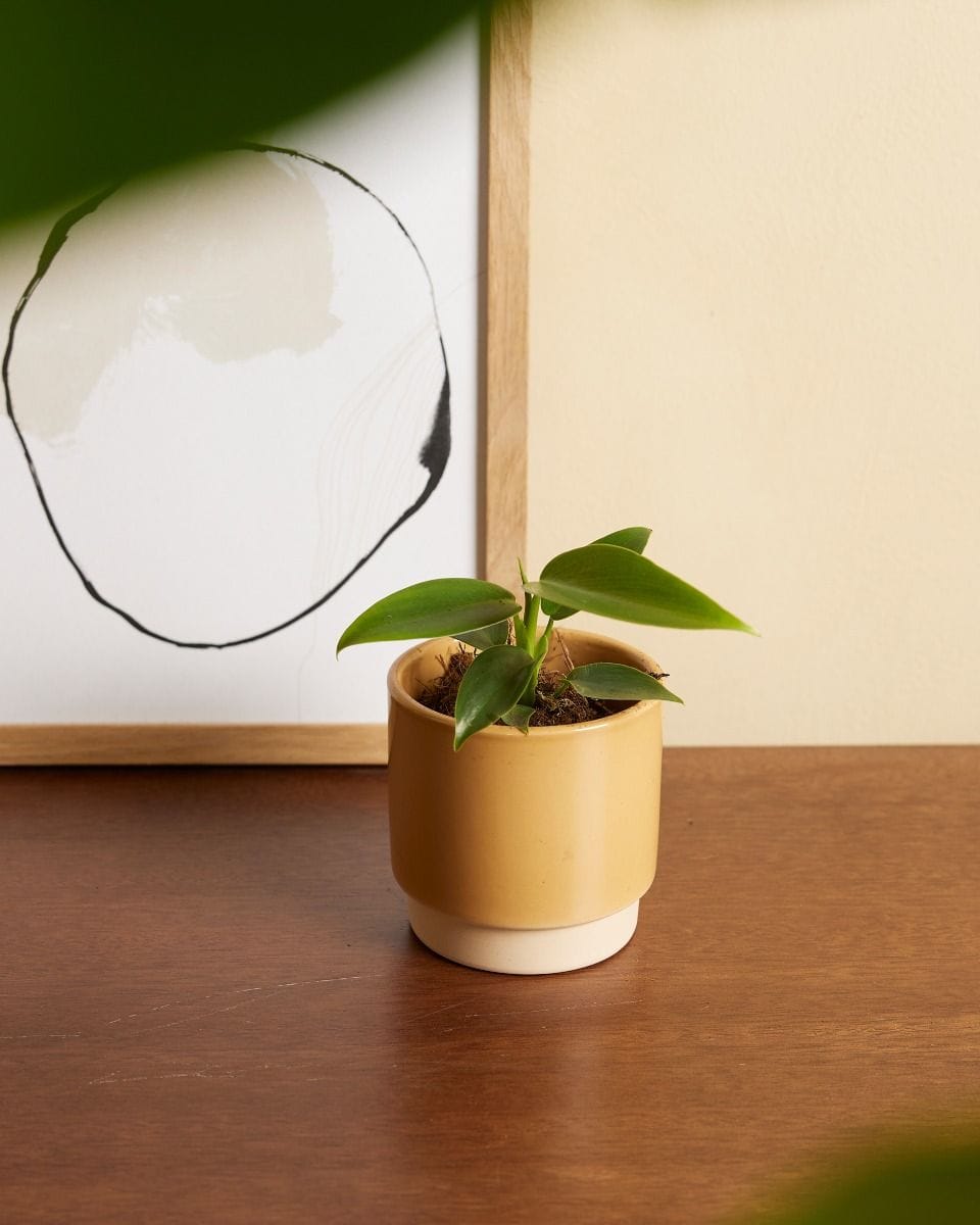 Baby Philodendron Ecuadorian