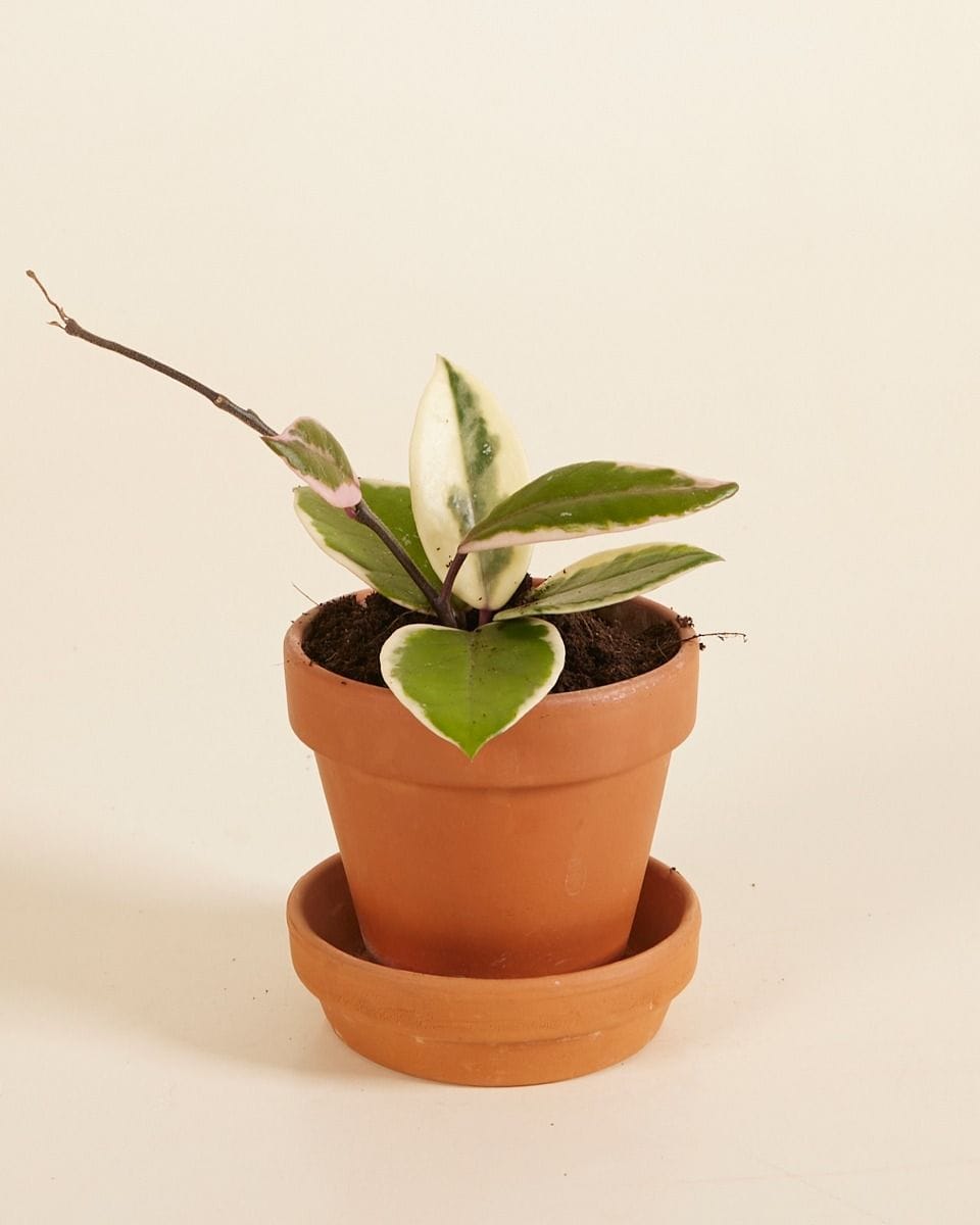 Baby Hoya Wax Flower Flamingo Dream
