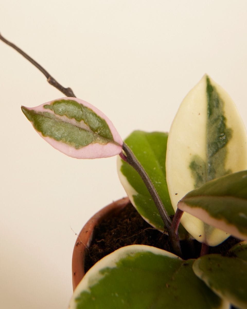 Baby Hoya Wax Flower Flamingo Dream