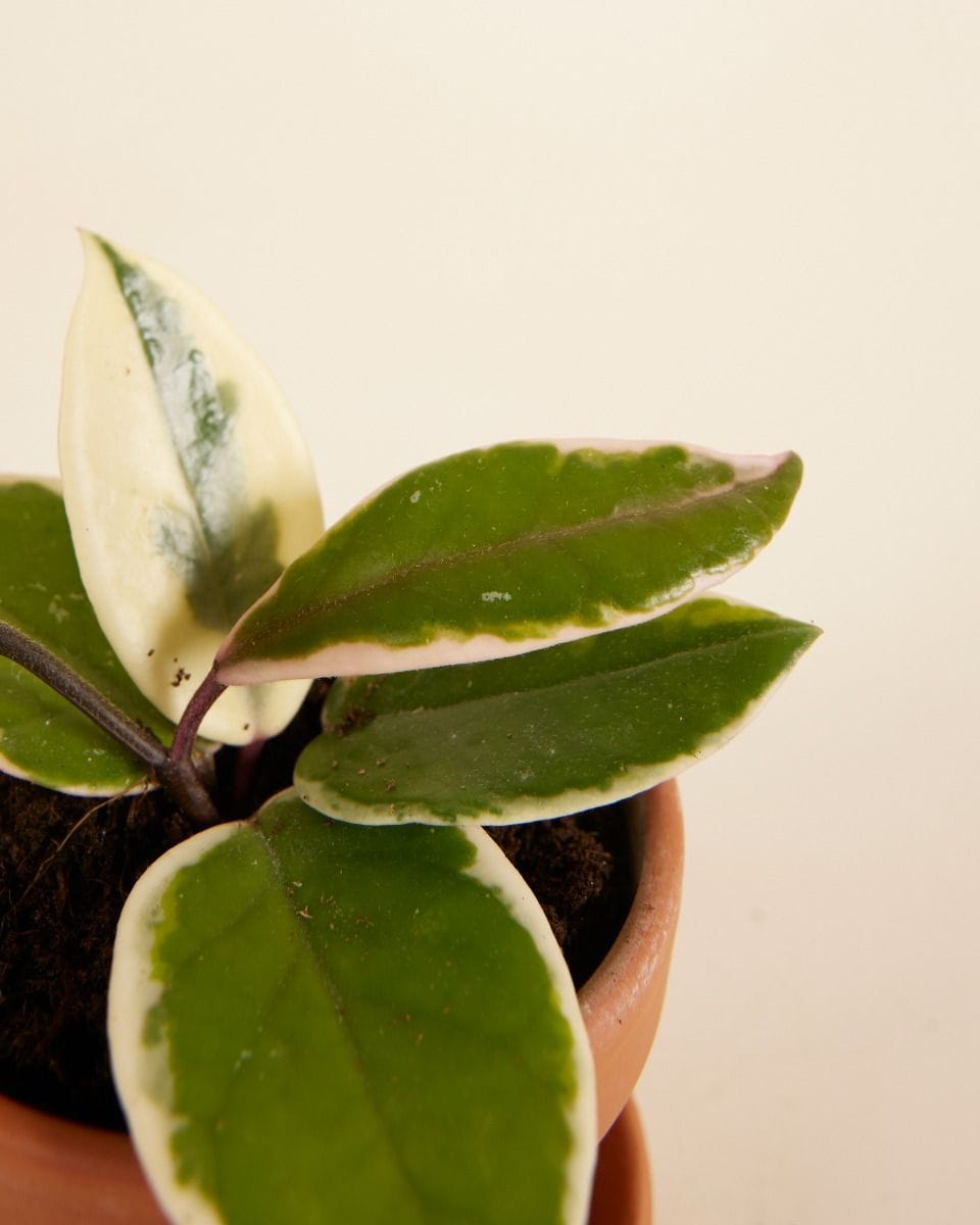 Baby Hoya Wax Flower Flamingo Dream