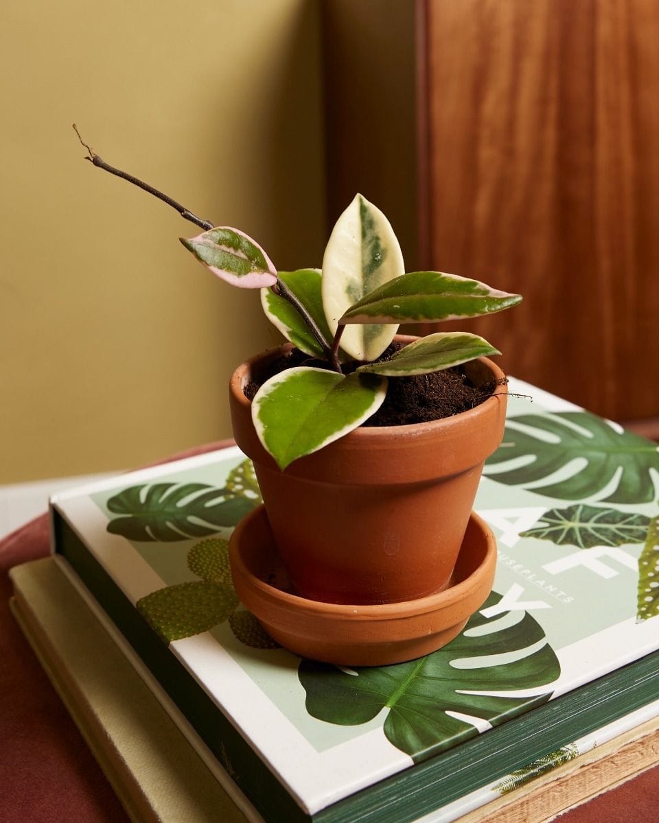 Baby Hoya Wax Flower Flamingo Dream