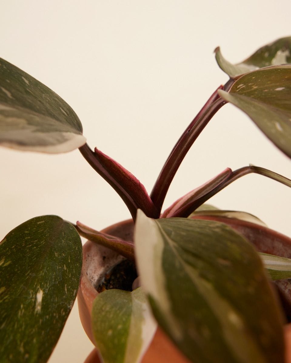 Baby Philodendron Red Anderson