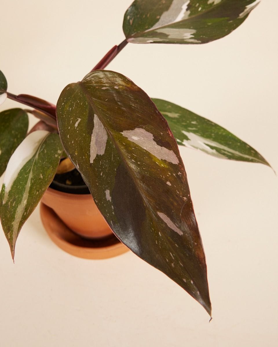 Baby Philodendron Red Anderson