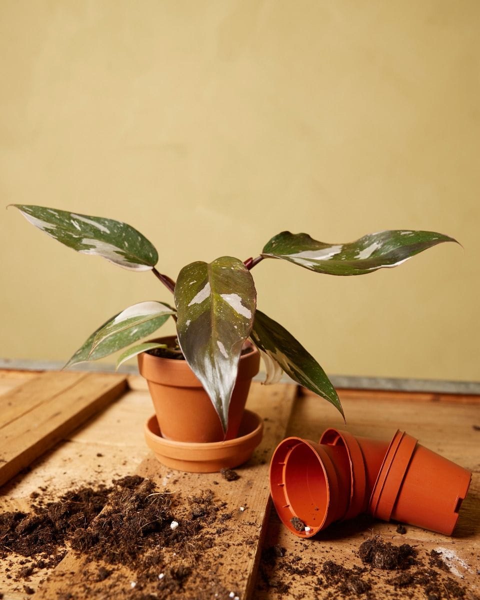 Baby Philodendron Red Anderson