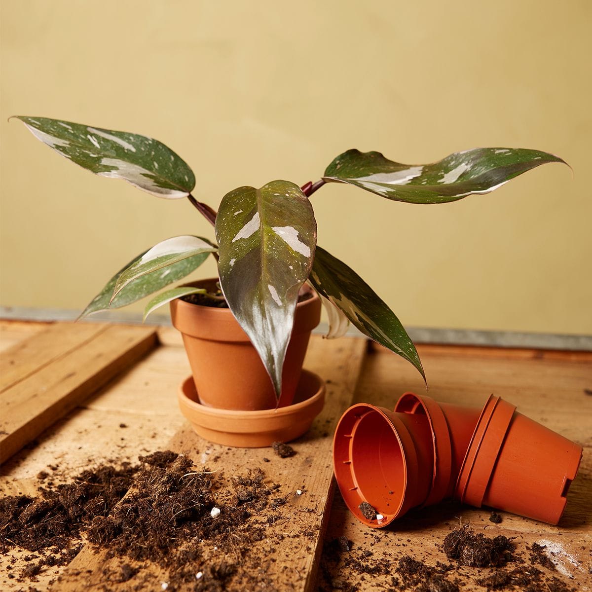 Baby Philodendron Red Anderson