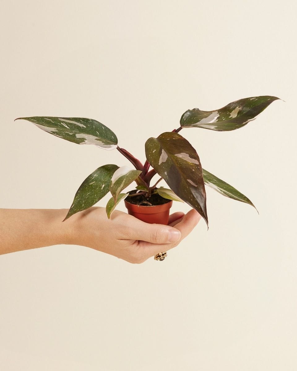 Baby Philodendron Red Anderson