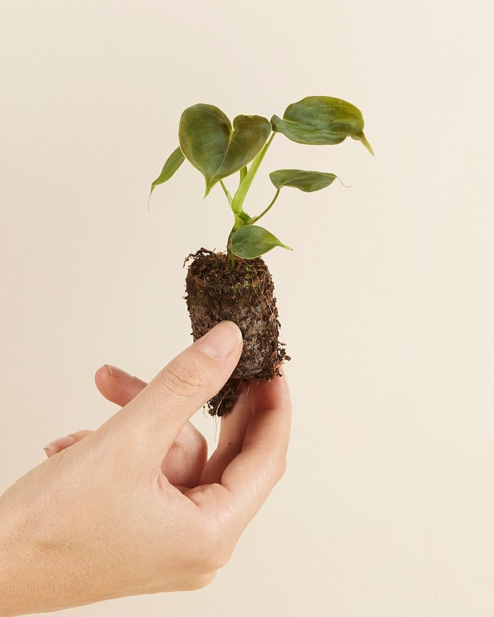 Baby Philodendron Lupinum