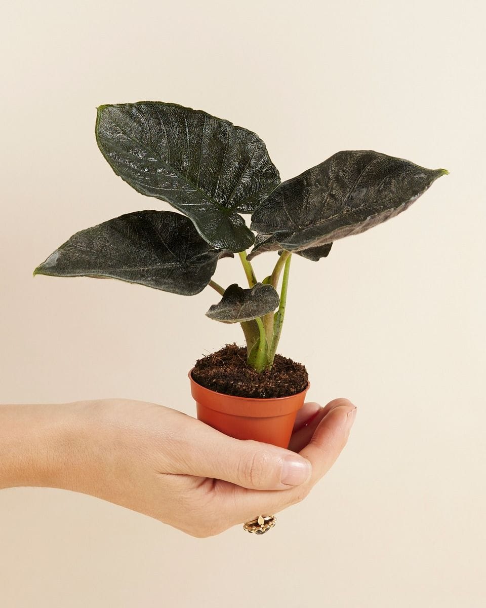 Baby Alocasia Elephant Ears Antoro Velvet