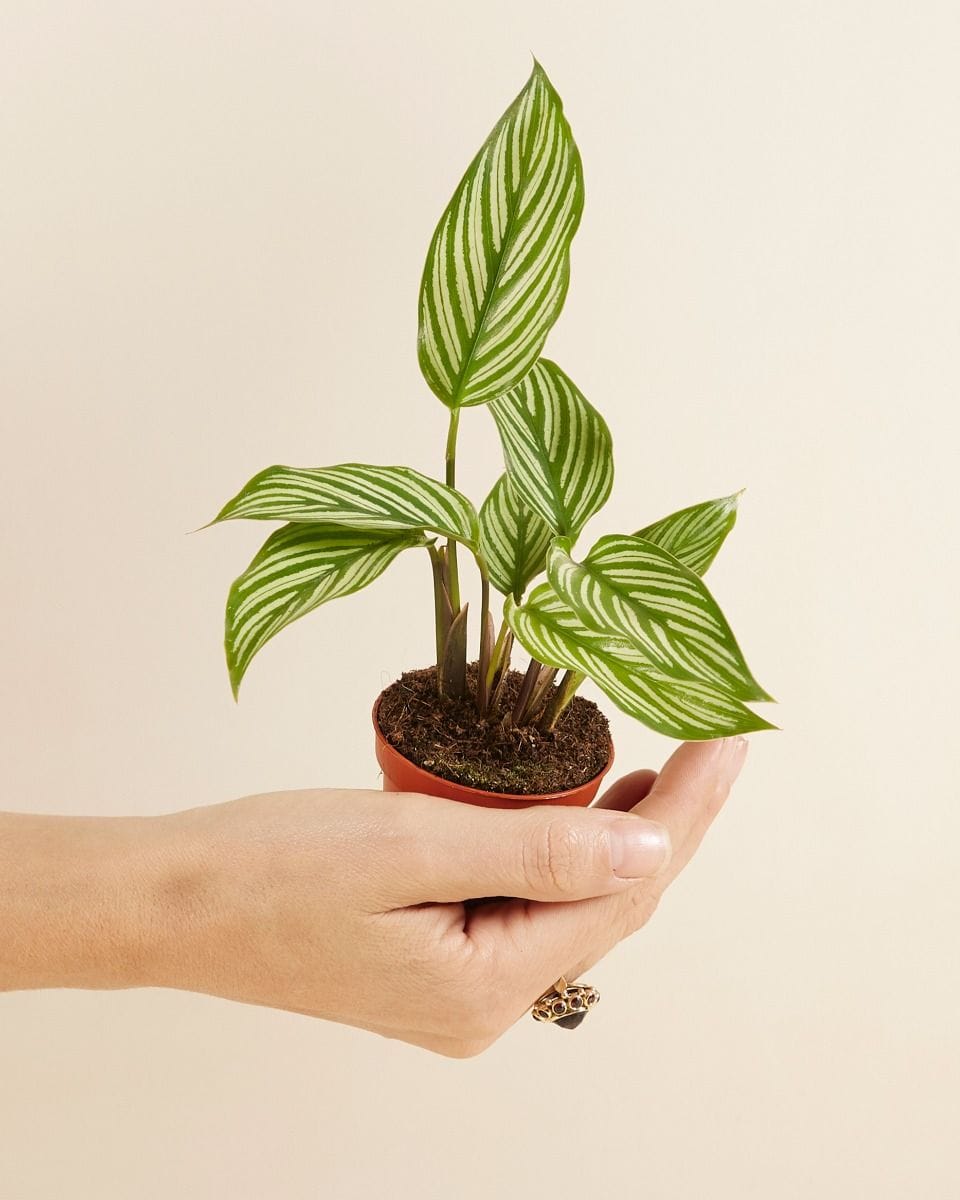 Baby Calathea Prayer Plant Vittata