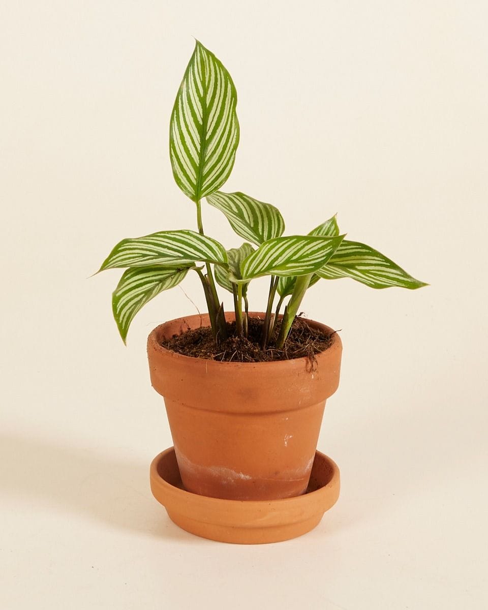 Baby Calathea Prayer Plant Vittata