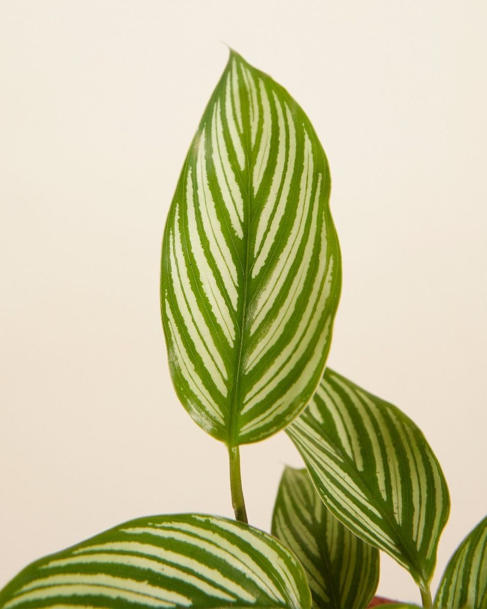 Baby Calathea Prayer Plant Vittata
