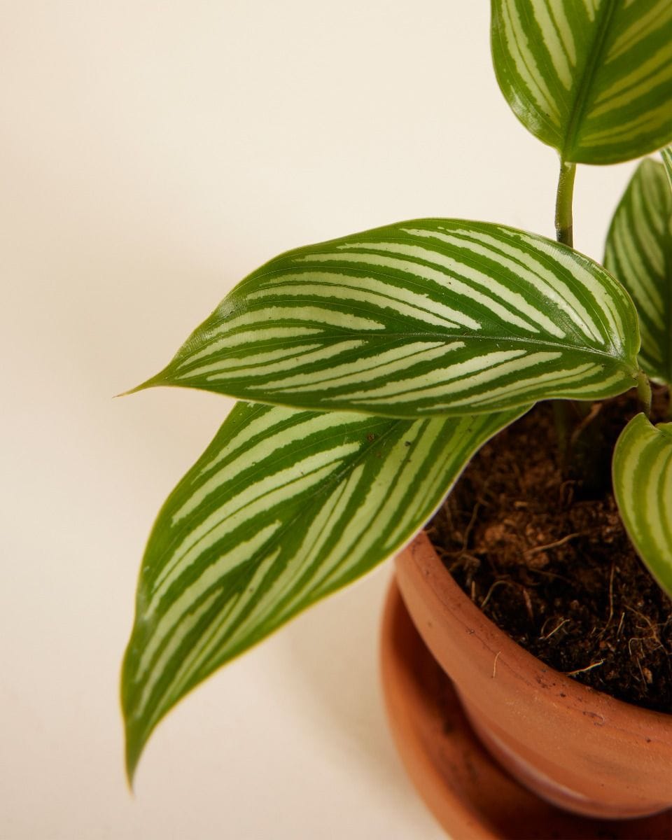 Baby Calathea Prayer Plant Vittata