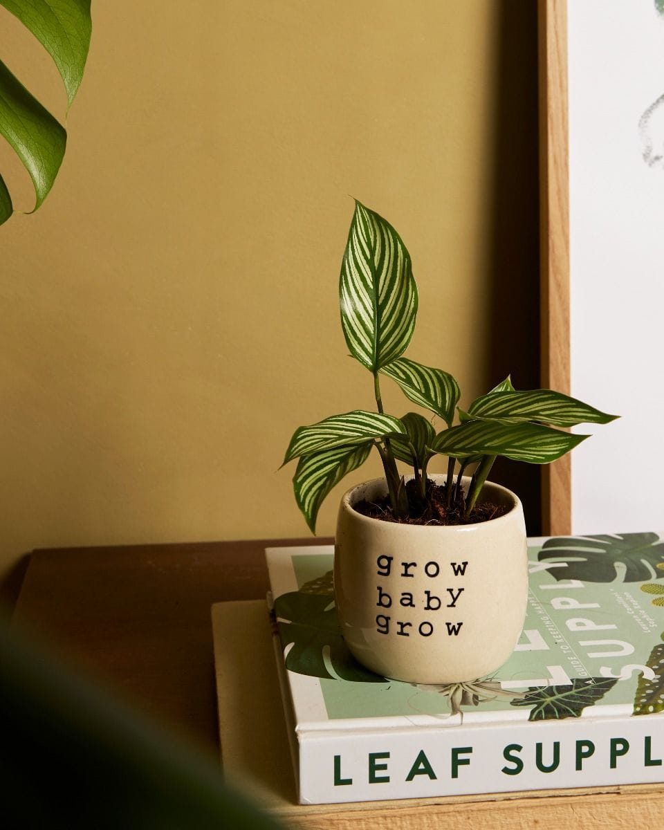 Baby Calathea Prayer Plant Vittata