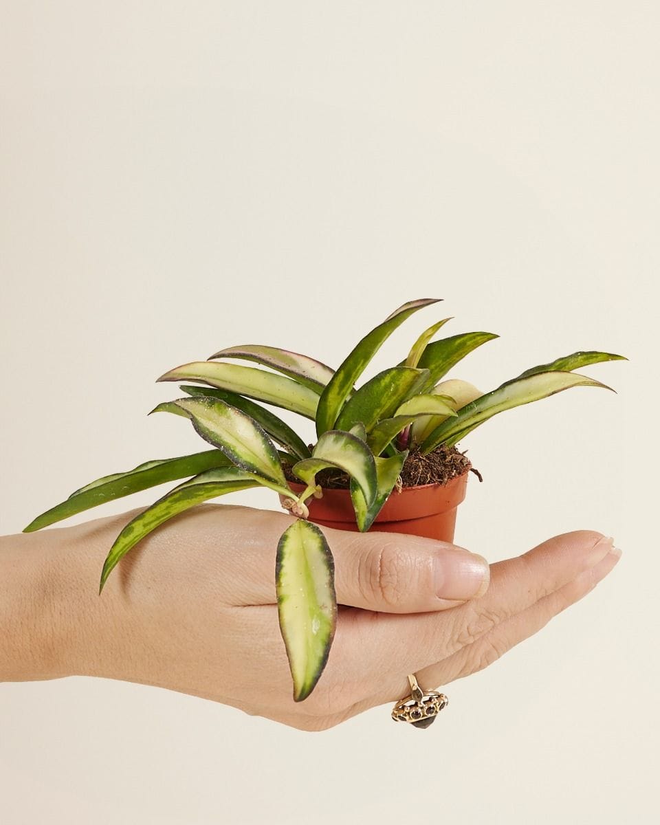 Baby Hoya Wax Flower Wayetii Tricolor