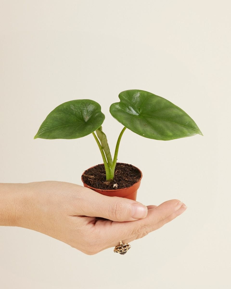 Baby Alocasia Elephant Ears Lukiwan
