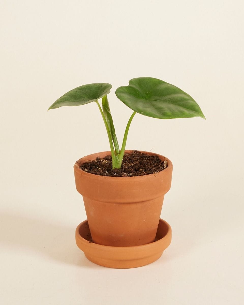 Baby Alocasia Elephant Ears Lukiwan