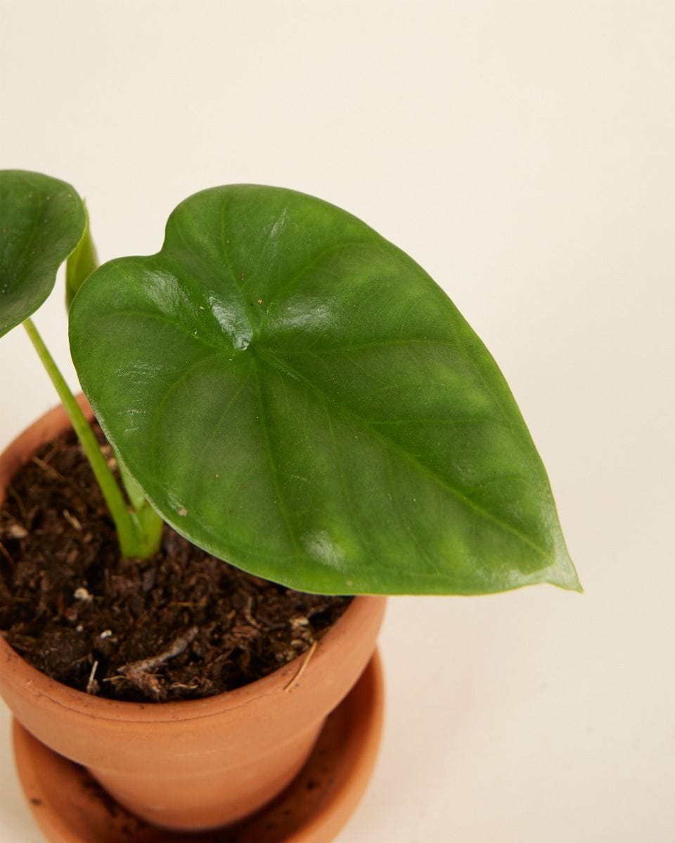 Baby Alocasia Elephant Ears Lukiwan