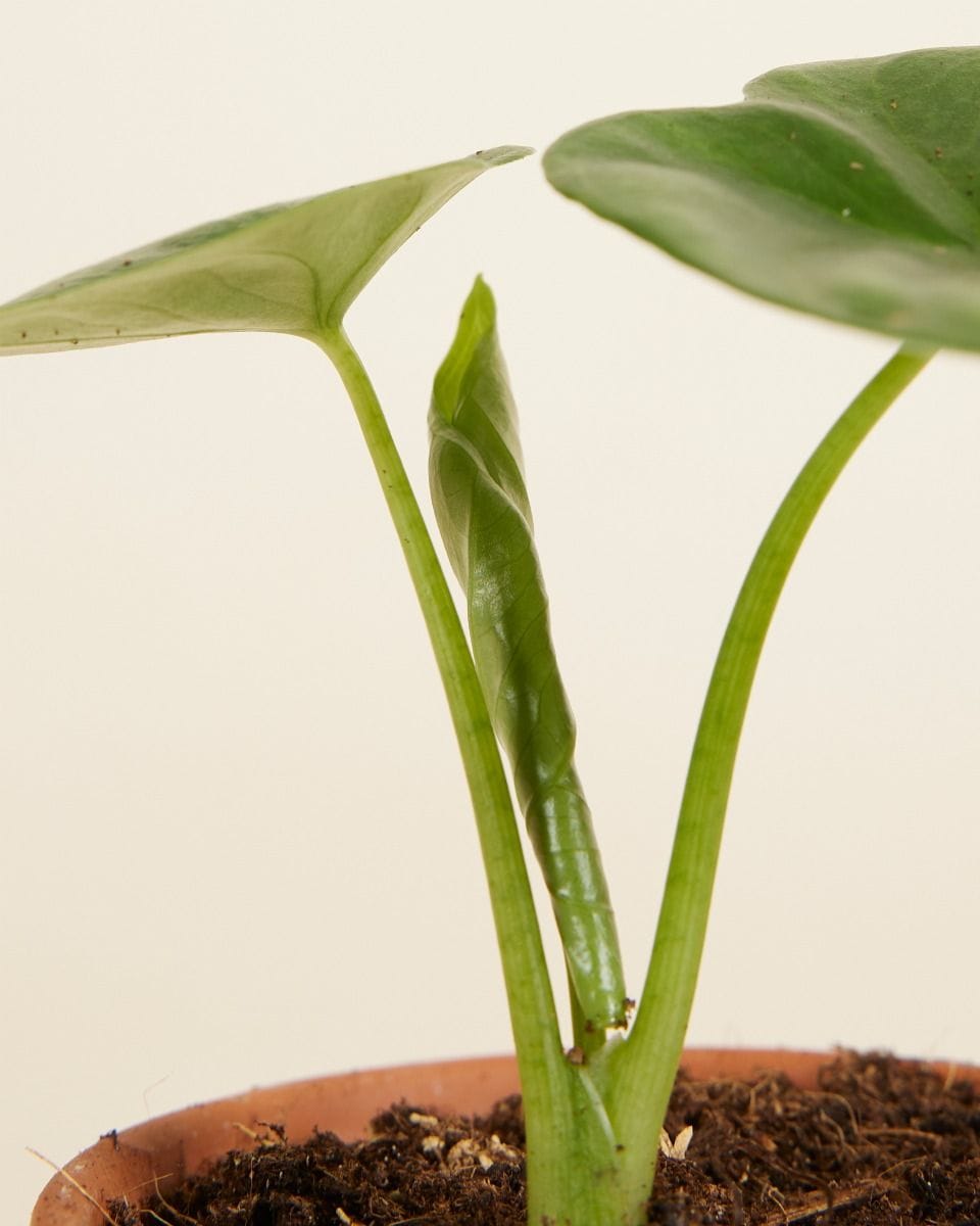 Baby Alocasia Elephant Ears Lukiwan