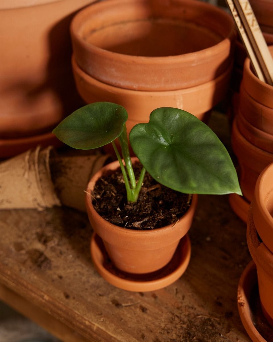 Baby Alocasia Elephant Ears Lukiwan