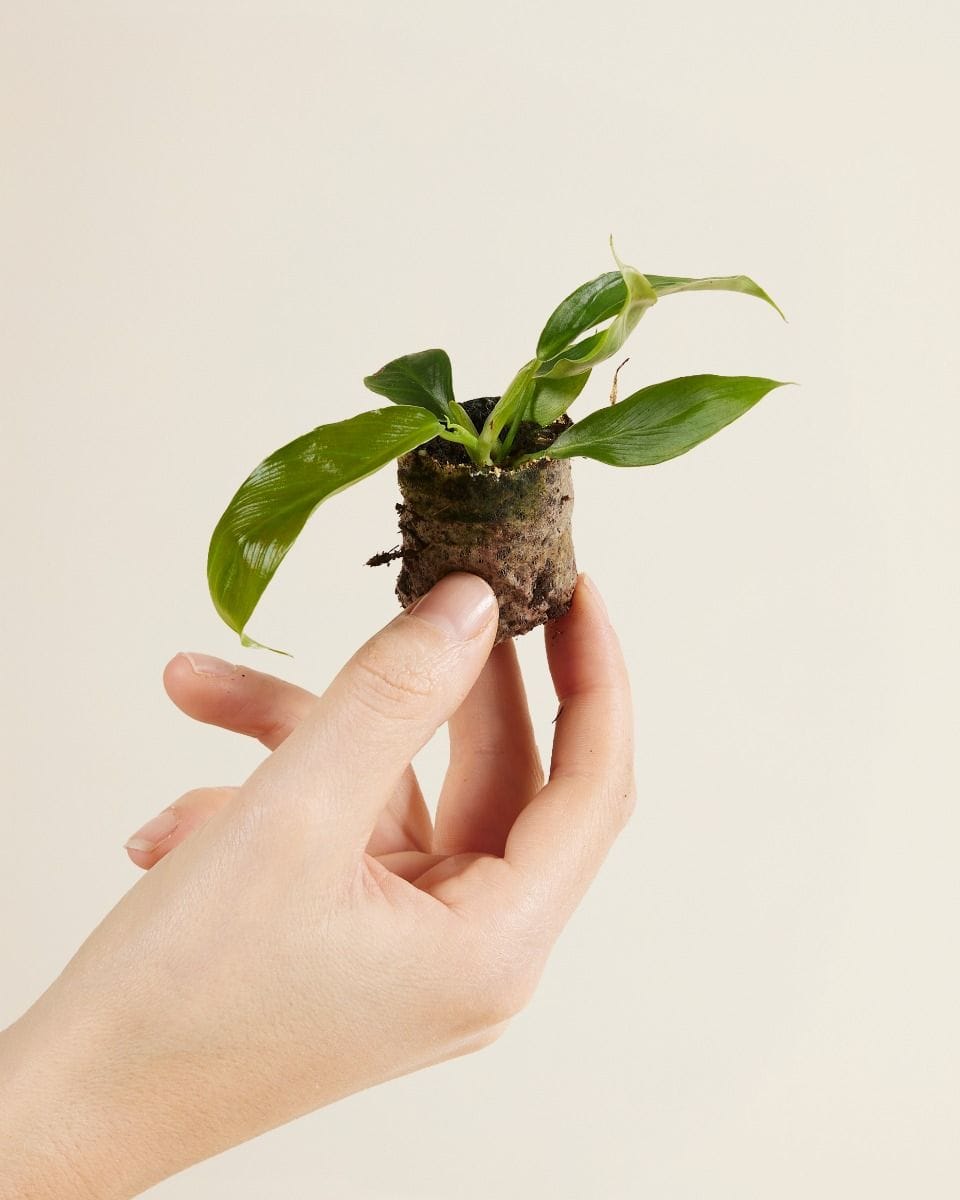 Baby Philodendron Patriciae