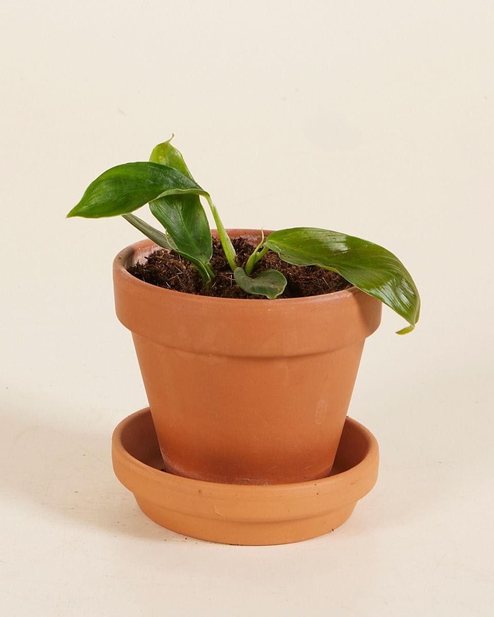Baby Philodendron Patriciae