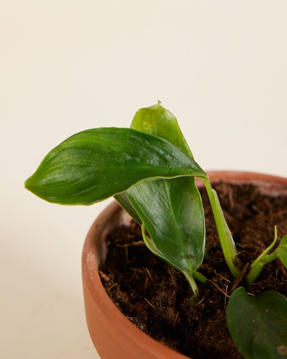 Baby Philodendron Patriciae