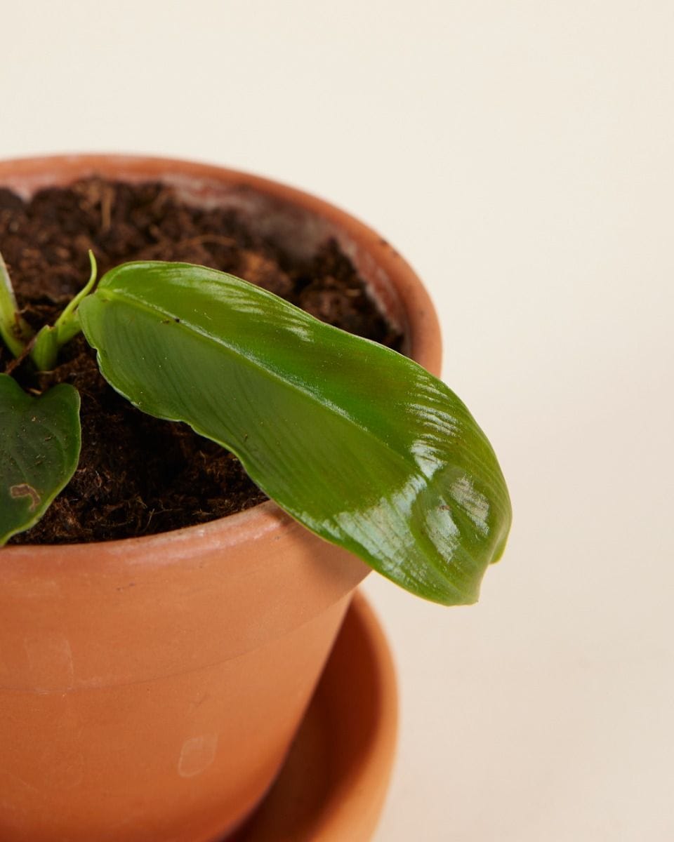 Baby Philodendron Patriciae