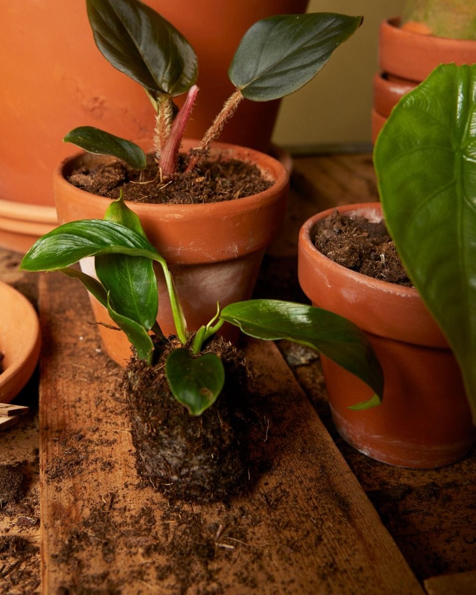 Baby Philodendron Patriciae