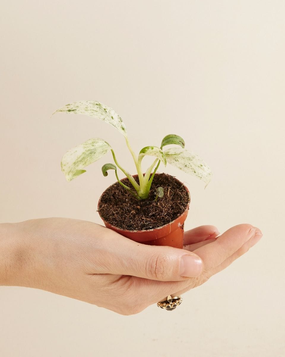 Baby Rhaphidophora Puberula Variegata