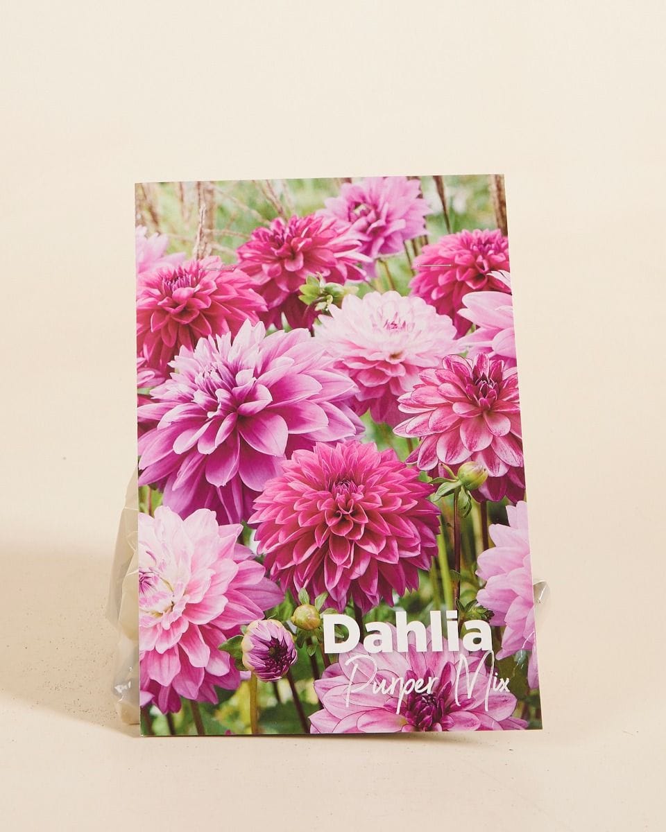 Baby Flower bulbs Flower bulbs - Dahlia Purper Mix