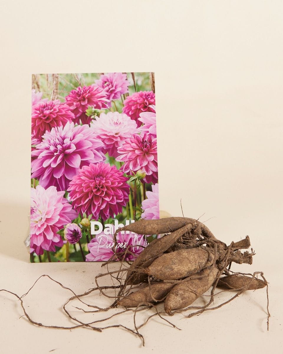 Baby Flower bulbs Flower bulbs - Dahlia Purper Mix