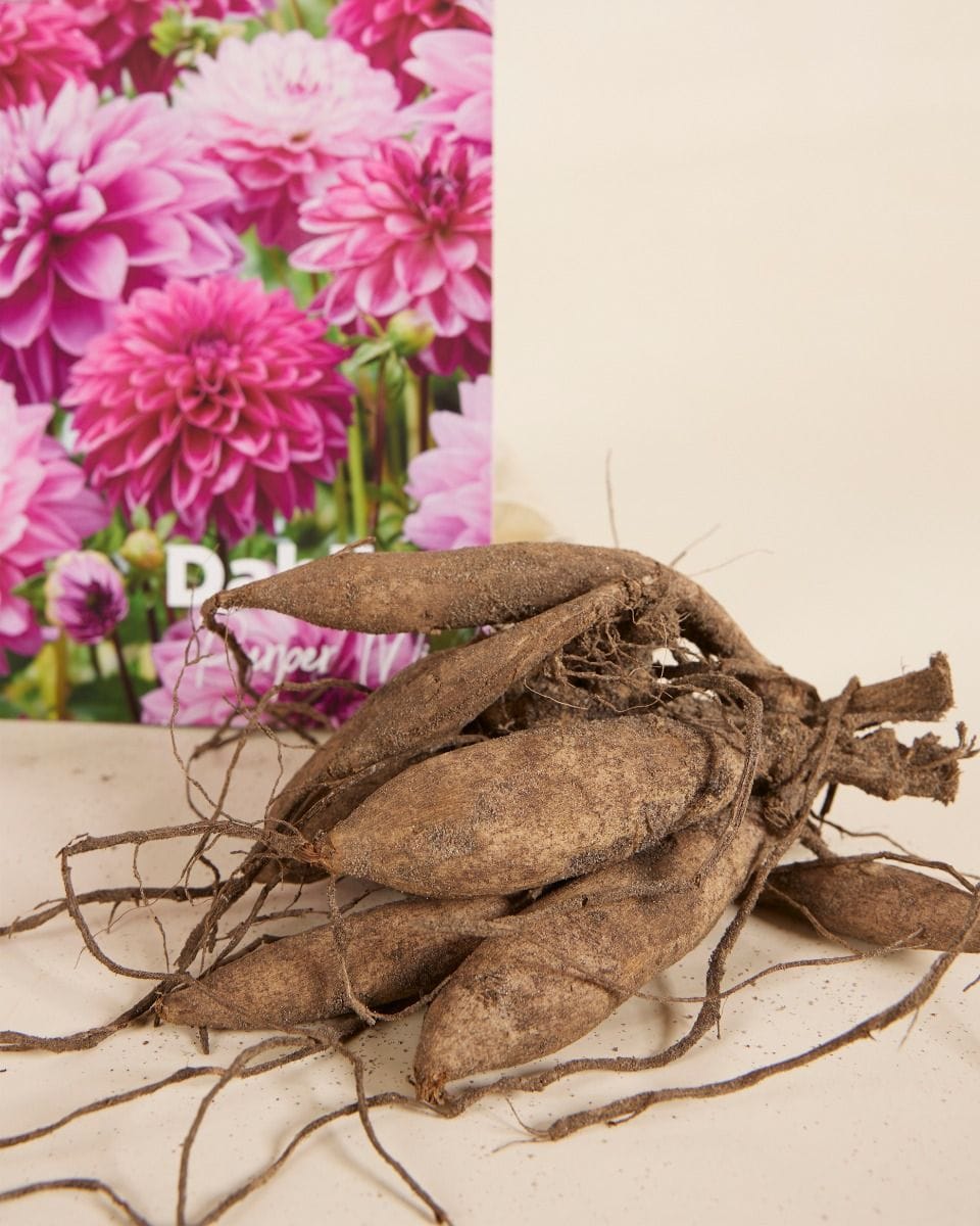 Baby Flower bulbs Flower bulbs - Dahlia Purper Mix